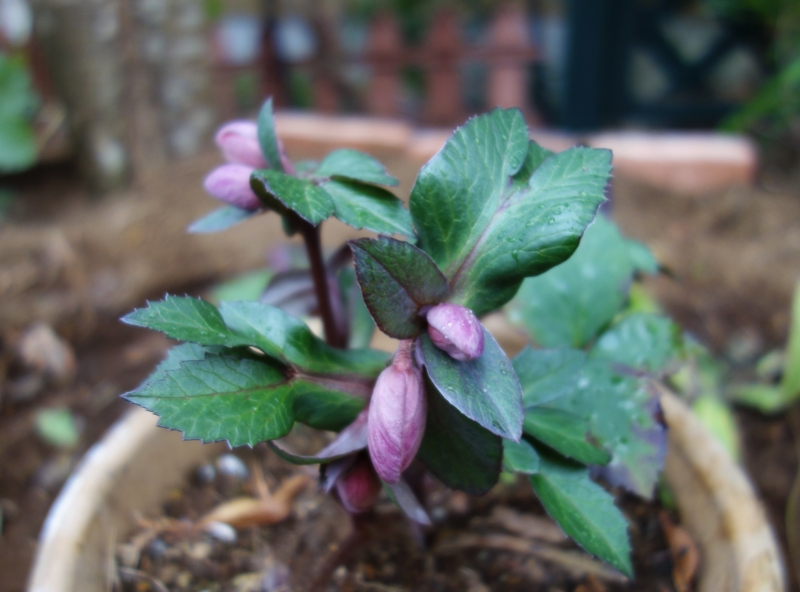 f:id:dancingbrave1986:20170108120408j:image f:id:dancingbrave1986:20170108120408j:image