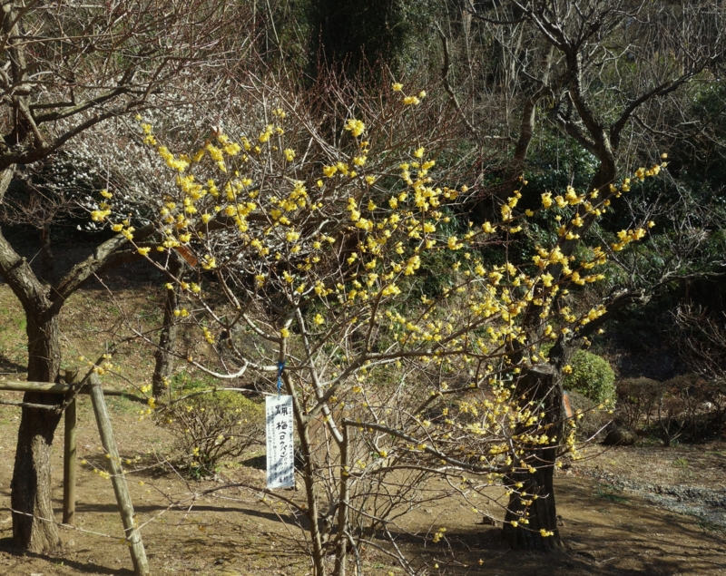 f:id:dancingbrave1986:20170123105039j:image f:id:dancingbrave1986:20170123105039j:image