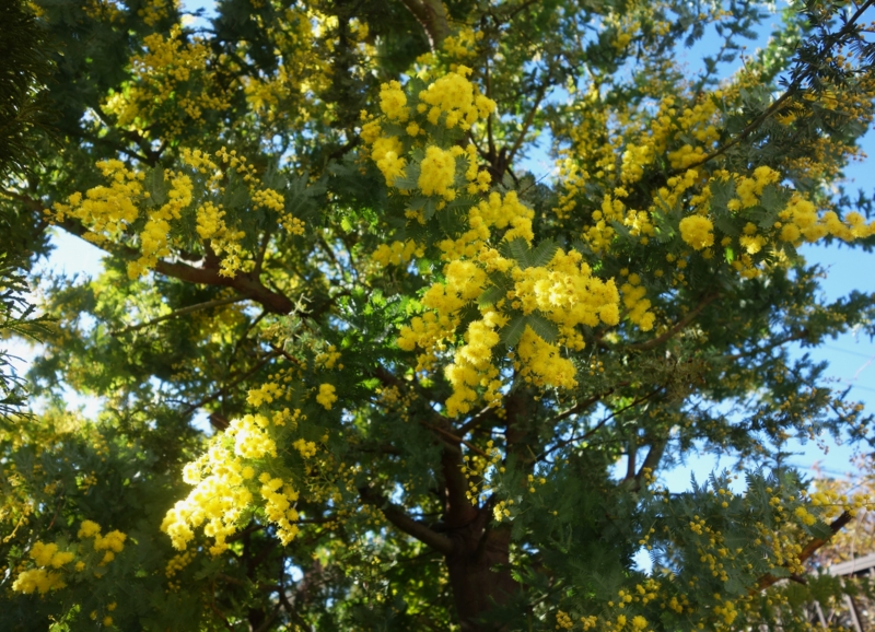 f:id:dancingbrave1986:20170124135840j:image f:id:dancingbrave1986:20170124135840j:image