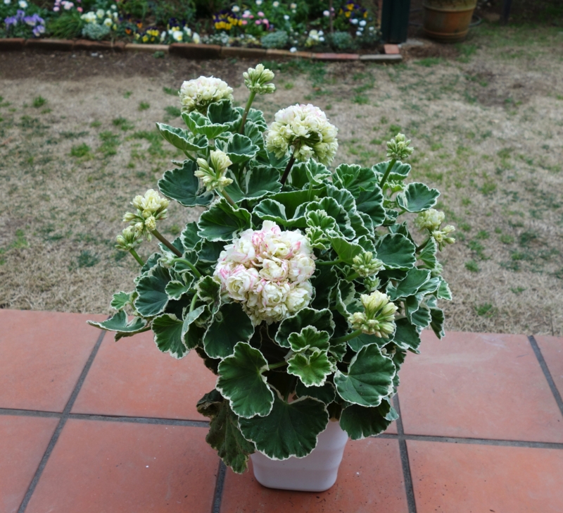 新品種ゼラニウム　希少品種ゼラニウムBL01 楽天市場】希少 ゼラニウムの通販 新品種ゼラニウム 希少品種