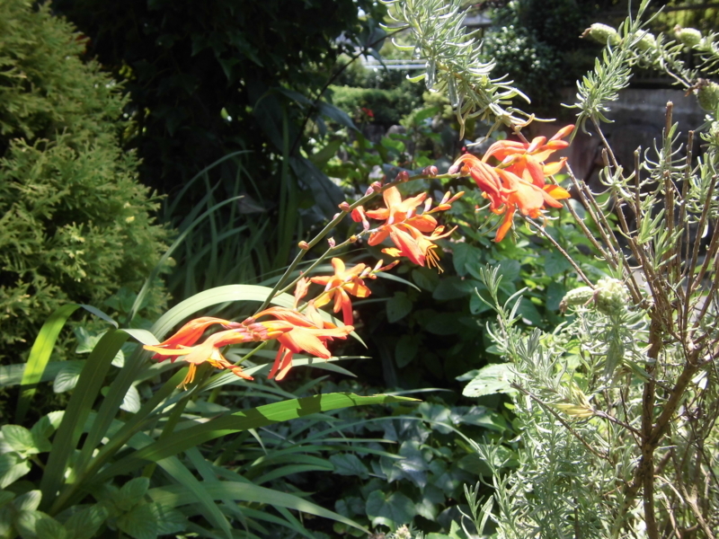 f:id:dancingbrave1986:20170708122354j:image f:id:dancingbrave1986:20170708122354j:image