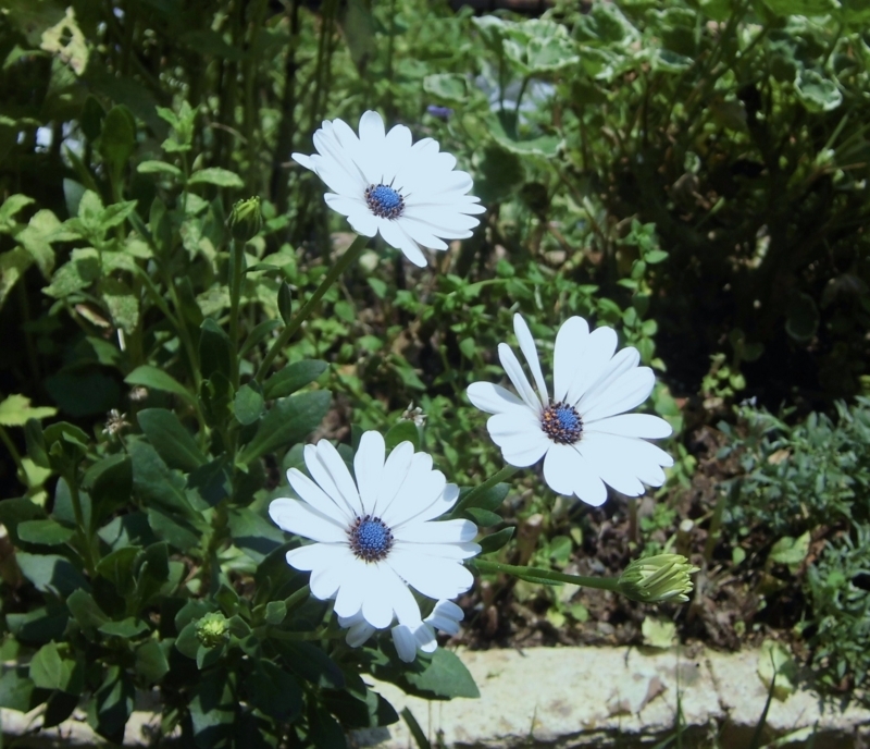 f:id:dancingbrave1986:20170708122648j:image