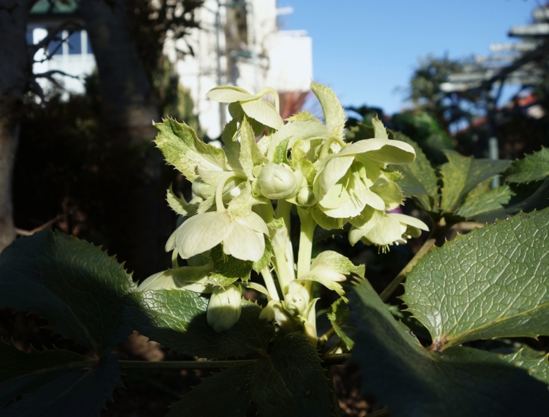 f:id:dancingbrave1986:20180107024707j:image