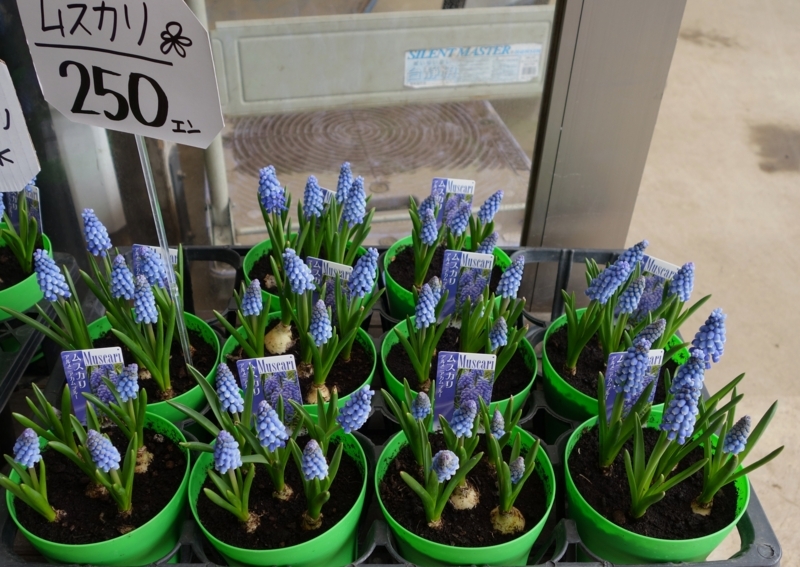 f:id:dancingbrave1986:20180201225327j:image