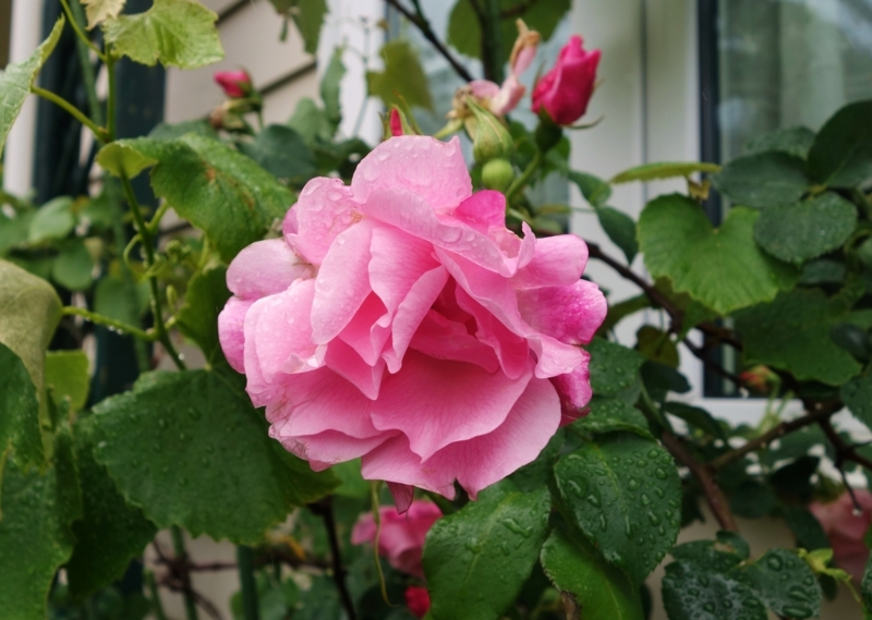 f:id:dancingbrave1986:20180507114254j:image