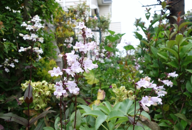 f:id:dancingbrave1986:20180523112057j:image