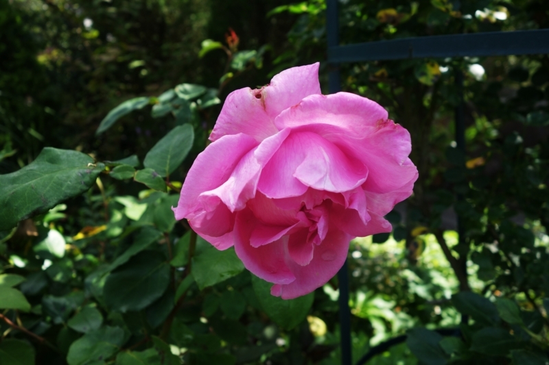 f:id:dancingbrave1986:20180607151923j:image f:id:dancingbrave1986:20180607151923j:image