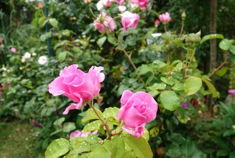 f:id:dancingbrave1986:20180617130635j:image f:id:dancingbrave1986:20180617130635j:image