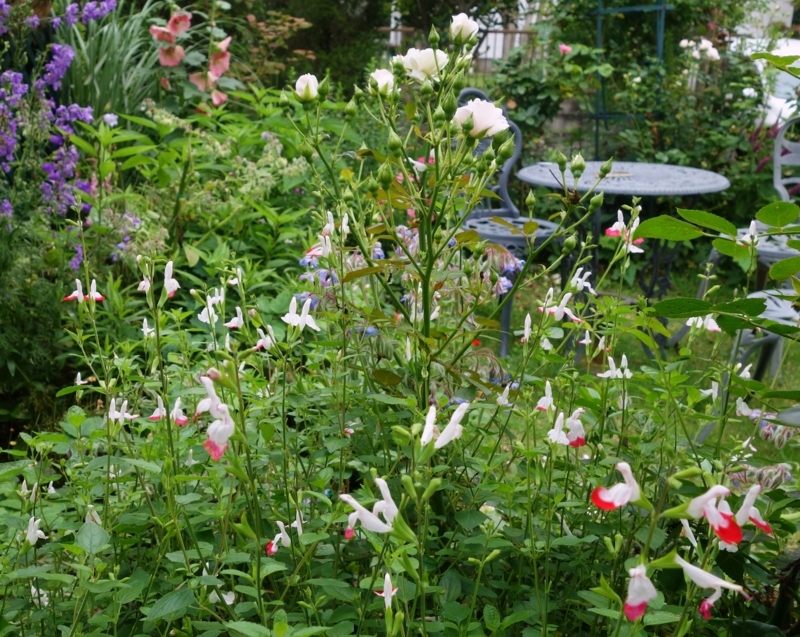 f:id:dancingbrave1986:20180617130721j:image f:id:dancingbrave1986:20180617130721j:image