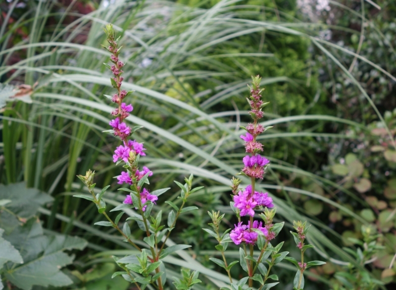 f:id:dancingbrave1986:20180704174028j:image f:id:dancingbrave1986:20180704174028j:image