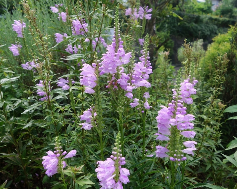 f:id:dancingbrave1986:20180908152000j:image f:id:dancingbrave1986:20180908152000j:image