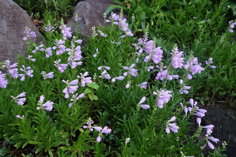 f:id:dancingbrave1986:20180908175022j:image f:id:dancingbrave1986:20180908175022j:image