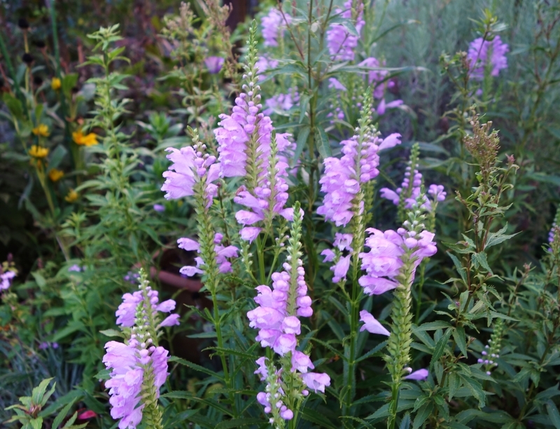 f:id:dancingbrave1986:20180908175110j:image f:id:dancingbrave1986:20180908175110j:image