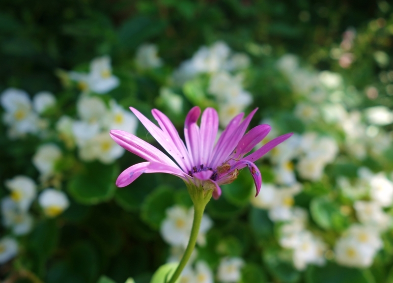 f:id:dancingbrave1986:20180909145822j:image