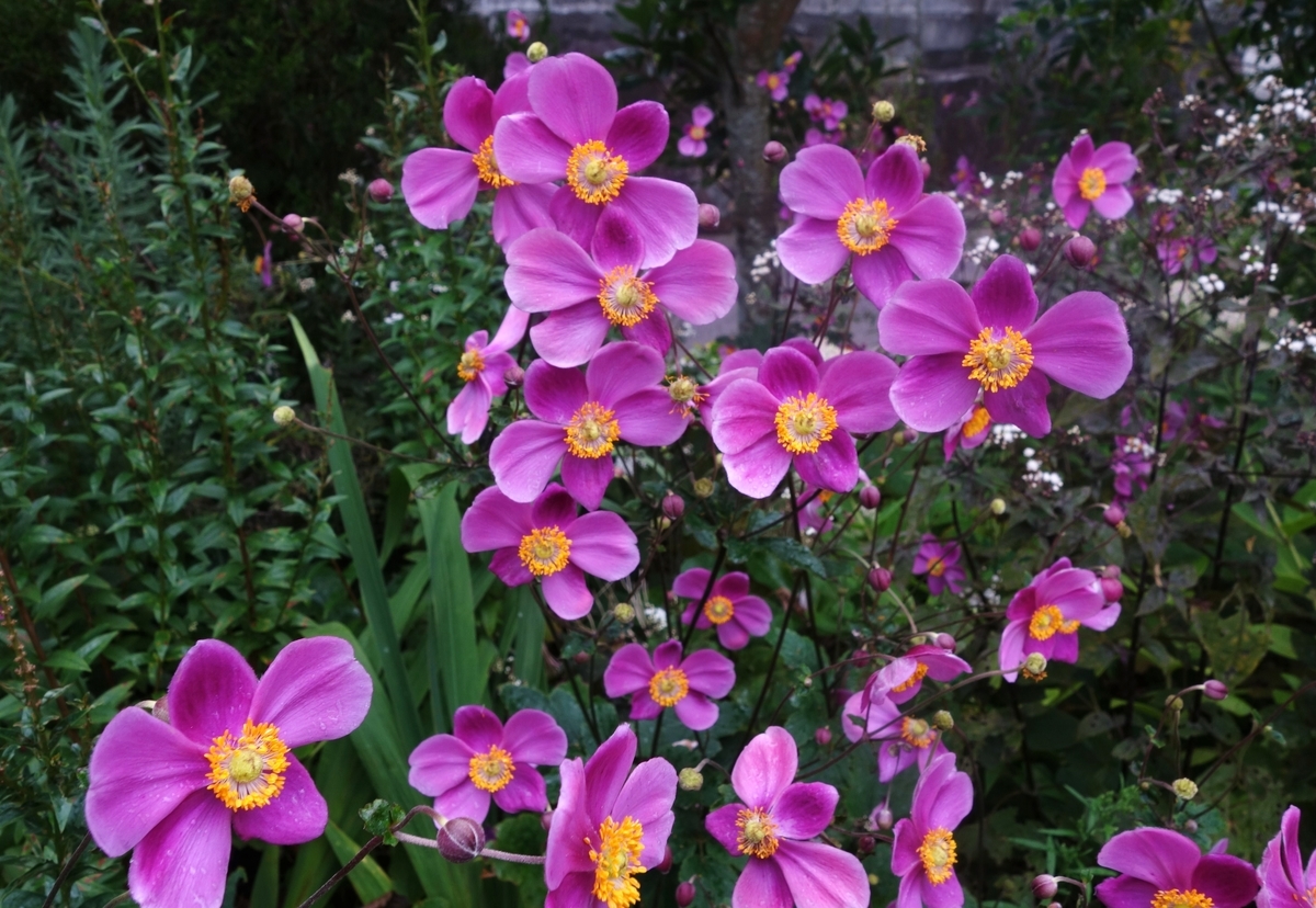 f:id:dancingbrave1986:20180925115340j:plain