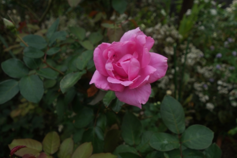 f:id:dancingbrave1986:20181017142959j:image f:id:dancingbrave1986:20181017142959j:image