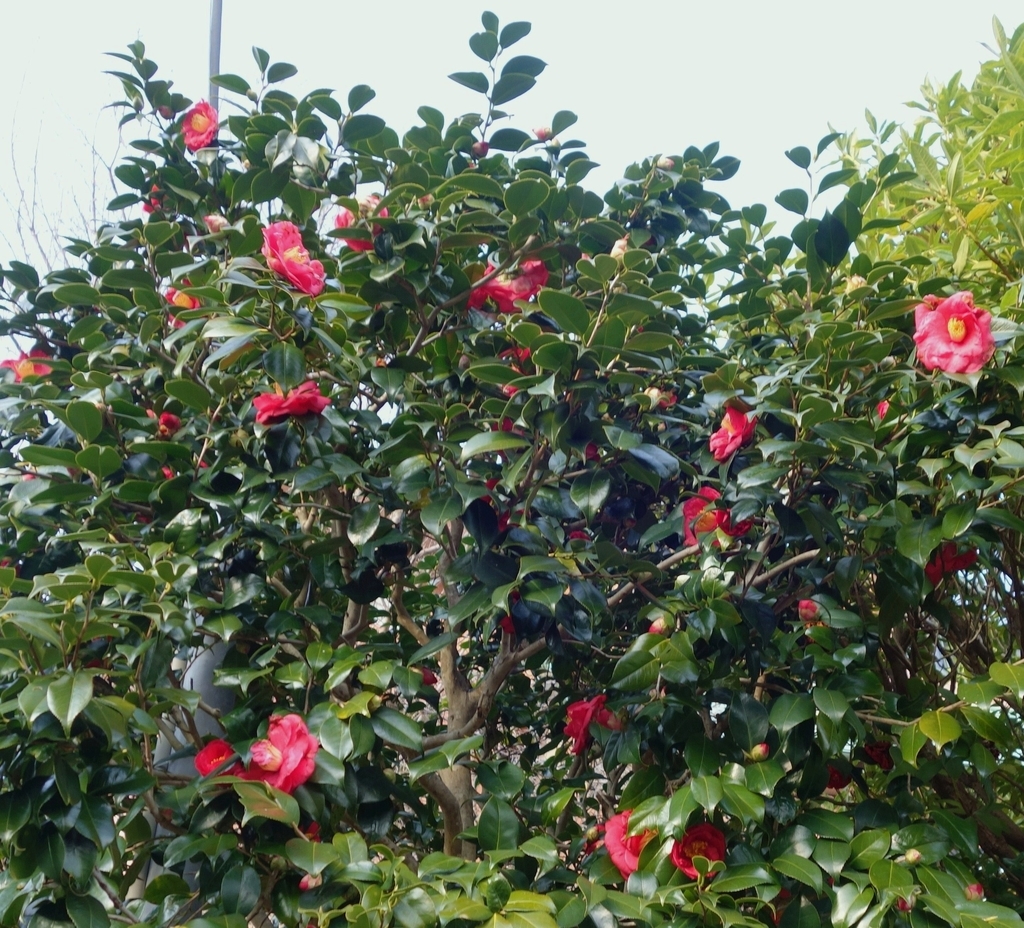 f:id:dancingbrave1986:20190207171633j:plain