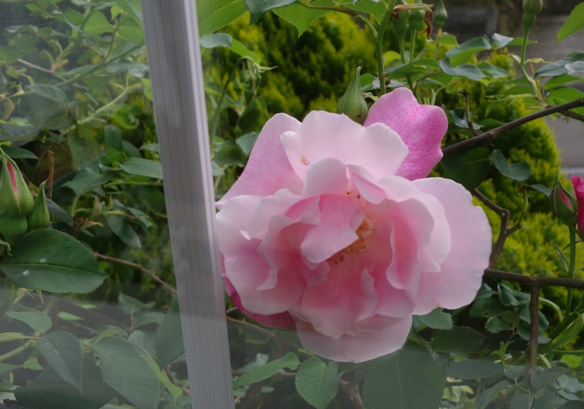 f:id:dancingbrave1986:20190507164037j:plain f:id:dancingbrave1986:20190507164037j:plain