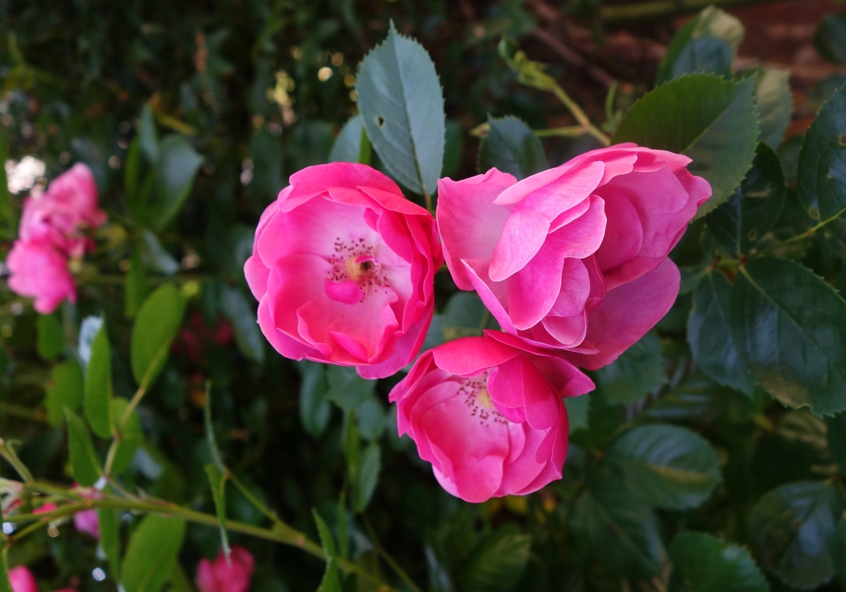 f:id:dancingbrave1986:20190524173150j:plain f:id:dancingbrave1986:20190524173150j:plain
