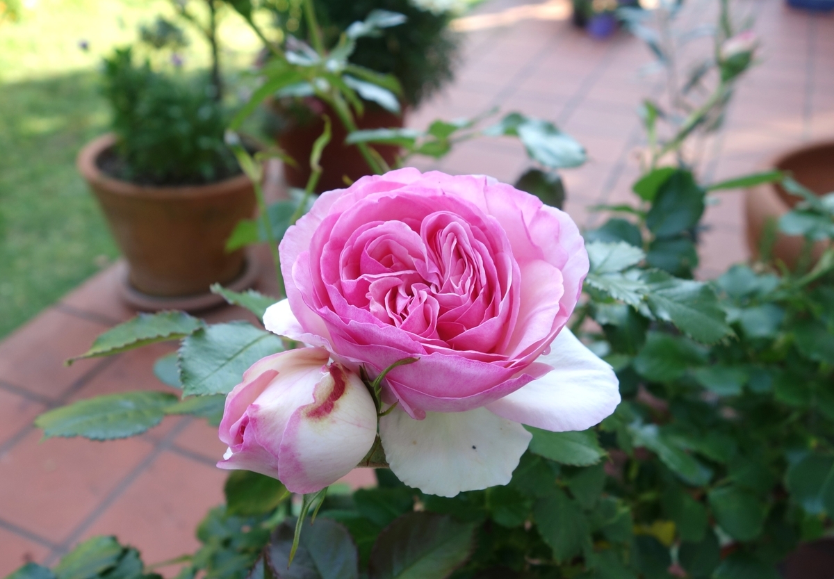 f:id:dancingbrave1986:20190524173632j:plain f:id:dancingbrave1986:20190524173632j:plain