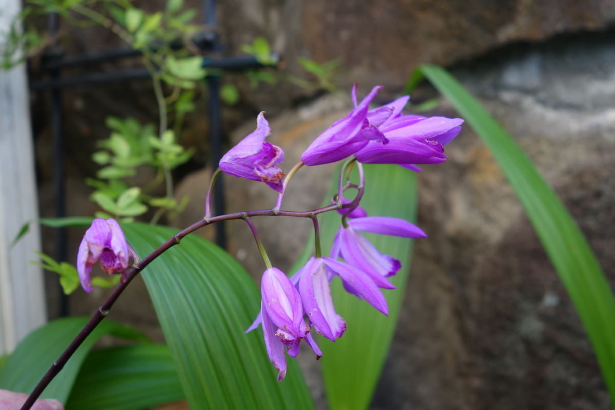 f:id:dancingbrave1986:20190524174131j:plain f:id:dancingbrave1986:20190524174131j:plain