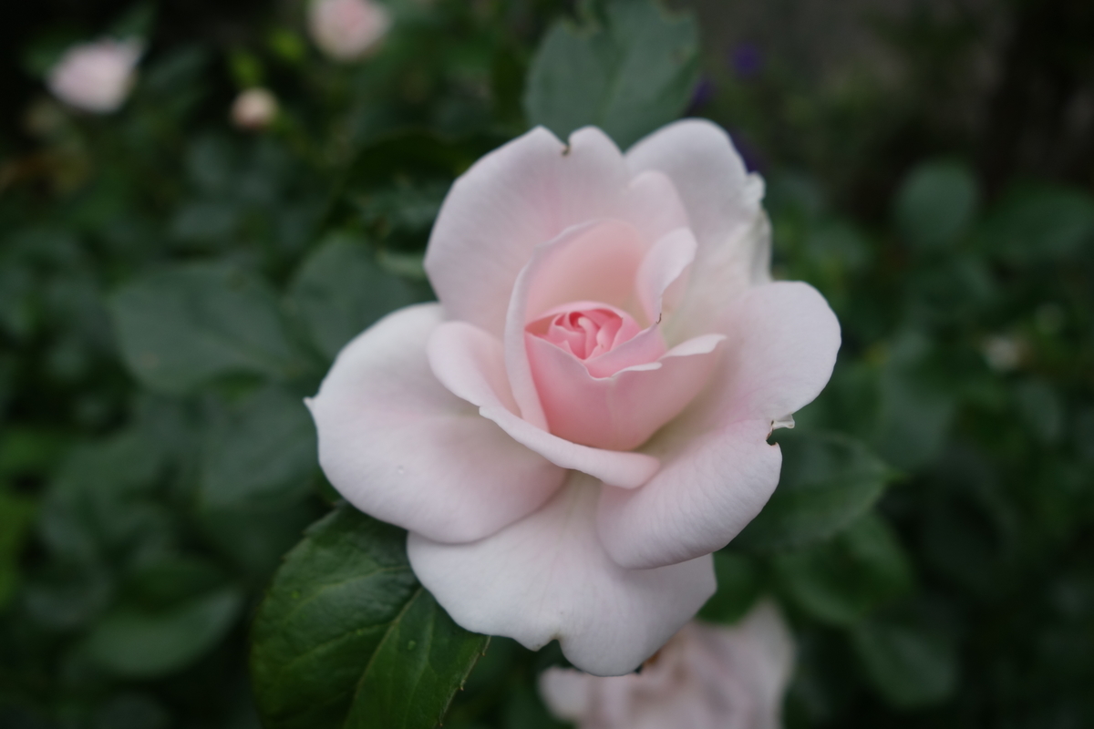 f:id:dancingbrave1986:20190528164159j:plain