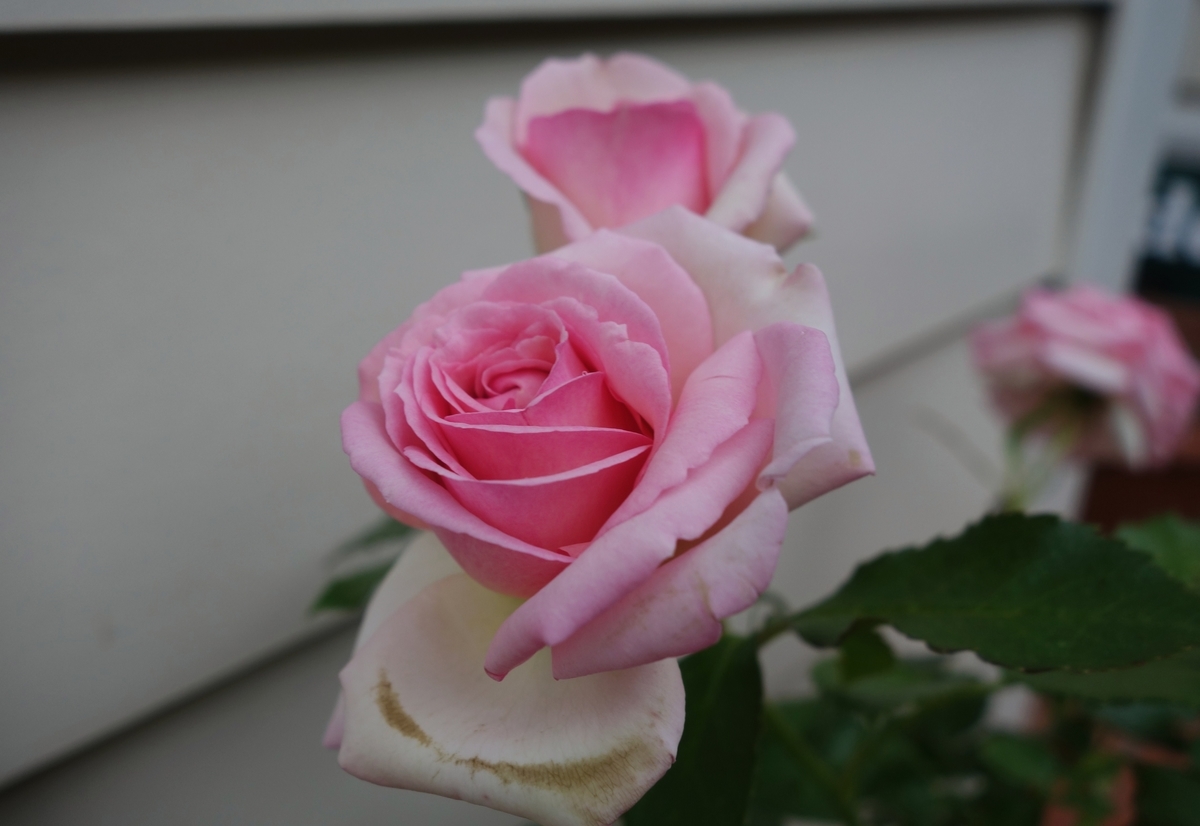 f:id:dancingbrave1986:20190528164903j:plain