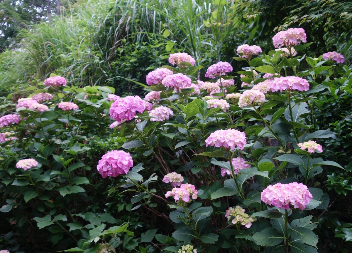 f:id:dancingbrave1986:20190608181337j:plain f:id:dancingbrave1986:20190608181337j:plain