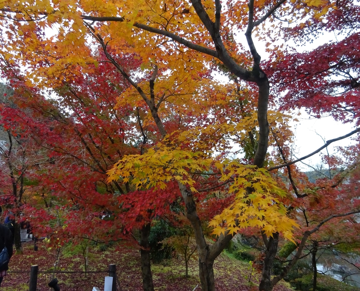 f:id:dancingbrave1986:20201125152703j:plain