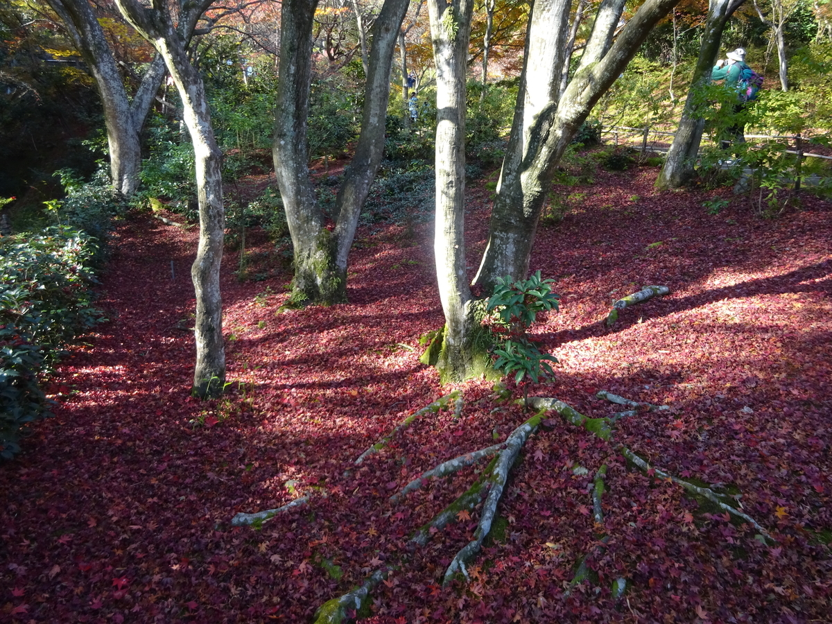 f:id:dancingbrave1986:20201127105727j:plain