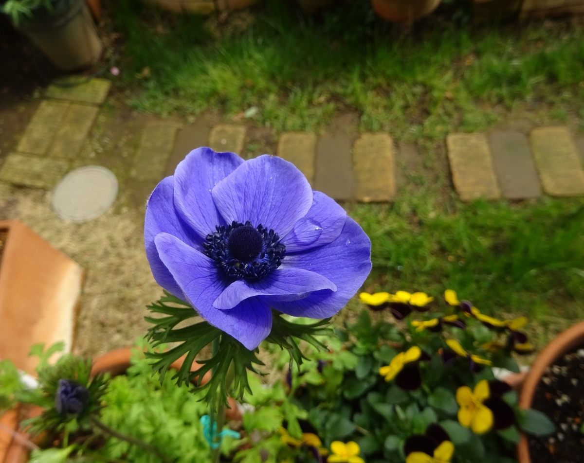 f:id:dancingbrave1986:20210306102034j:plain