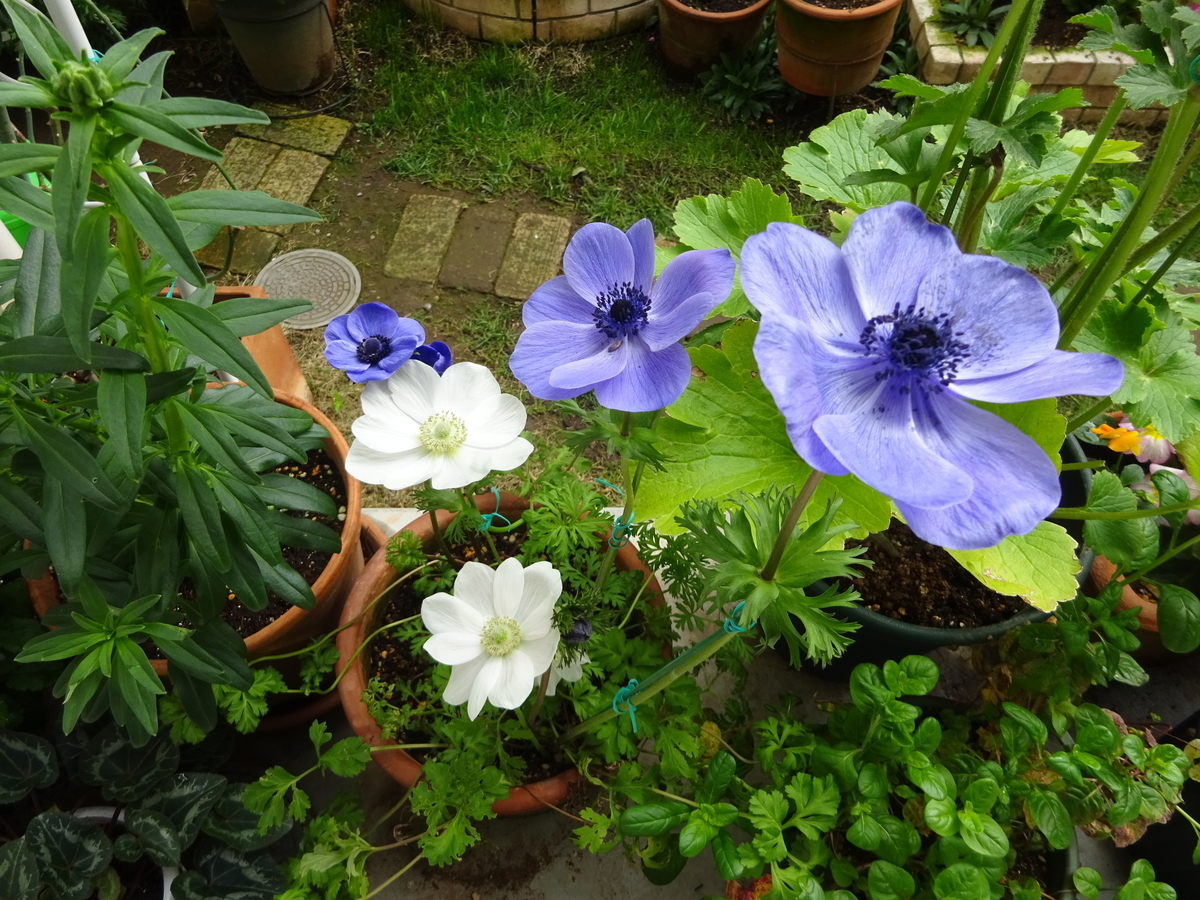 f:id:dancingbrave1986:20210319100243j:plain