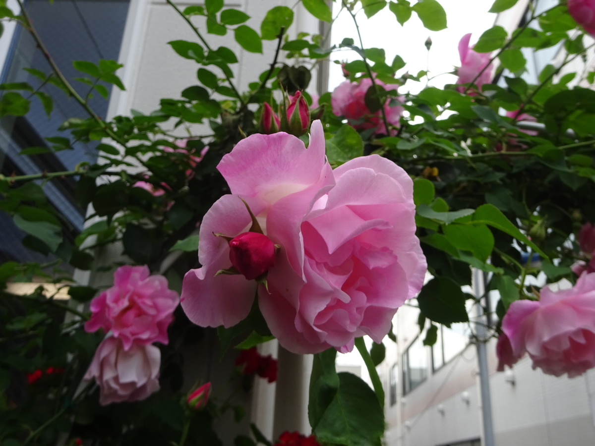 f:id:dancingbrave1986:20210425160012j:plain