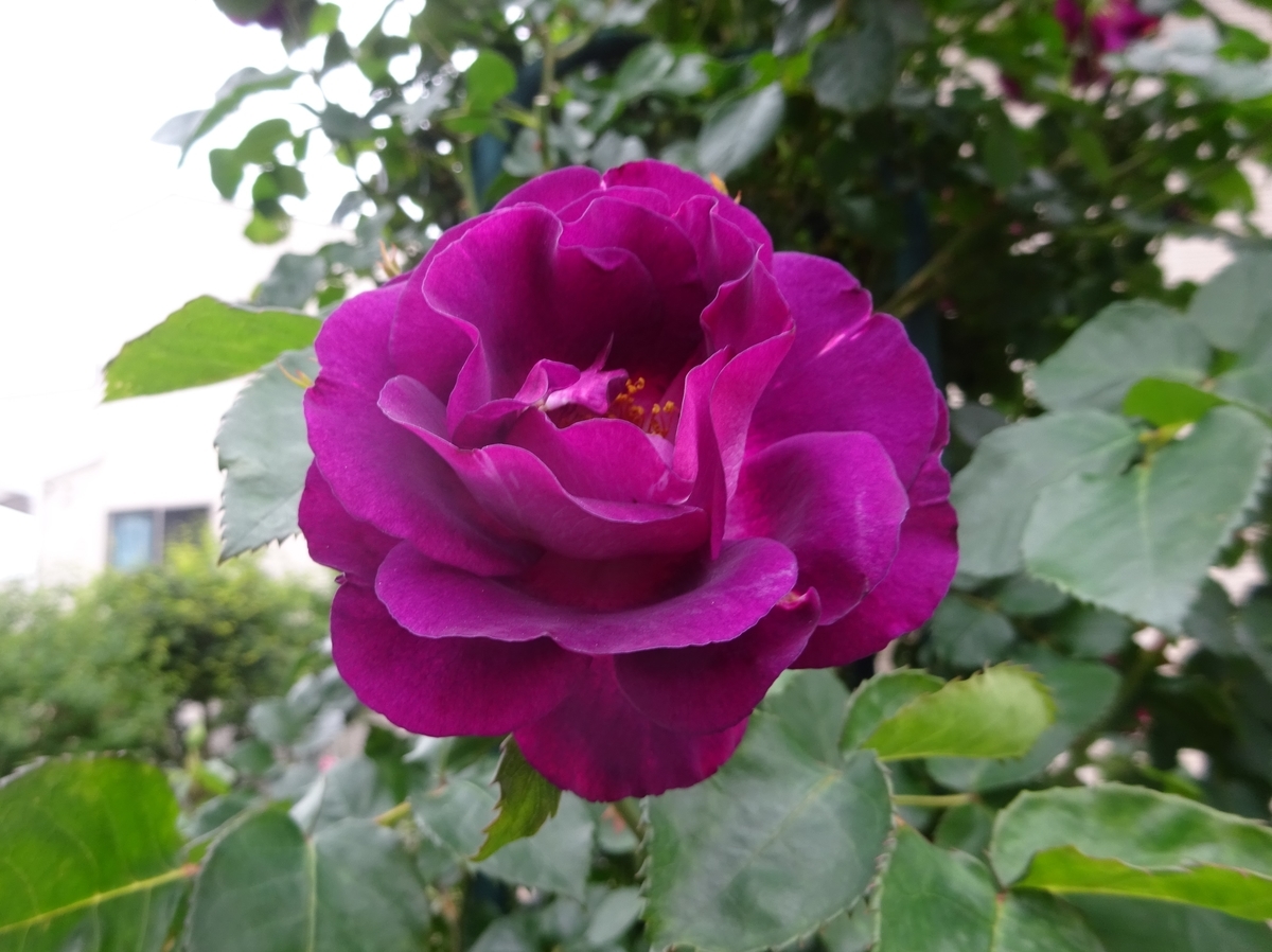 f:id:dancingbrave1986:20210508163832j:plain