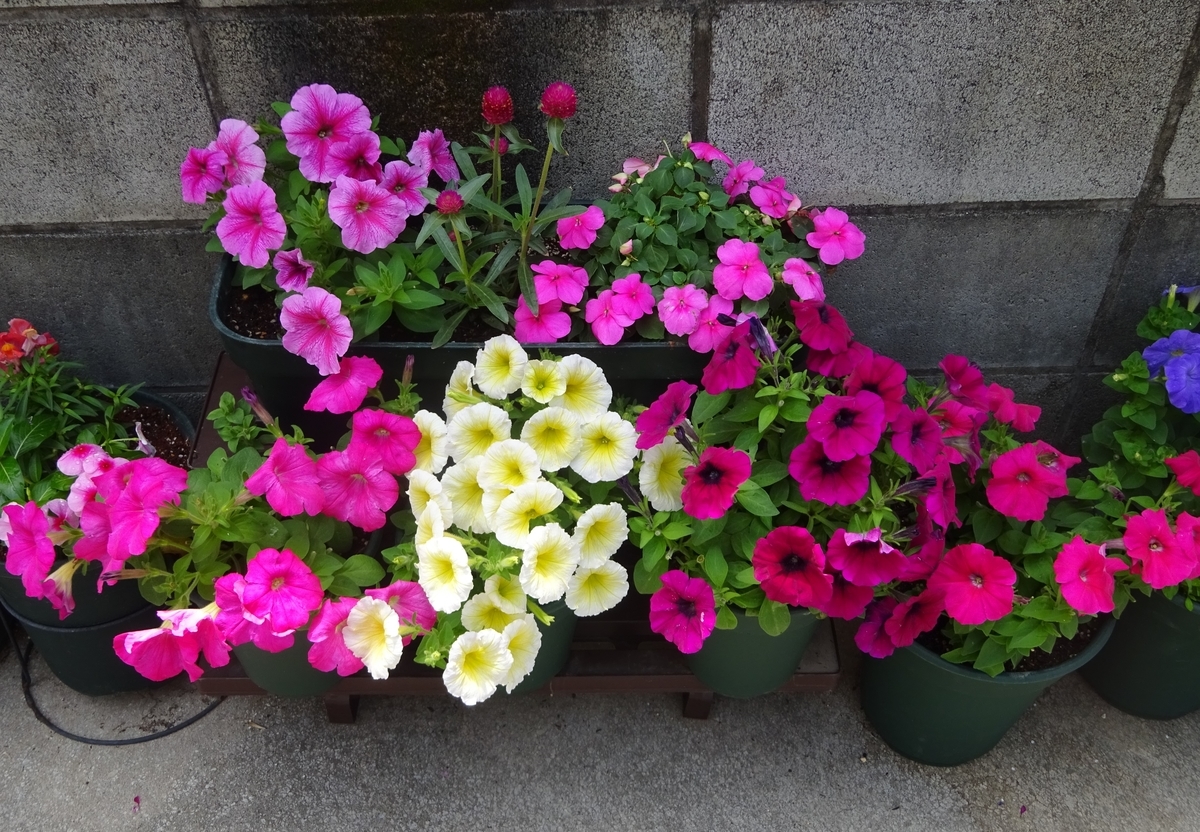 f:id:dancingbrave1986:20210514110657j:plain