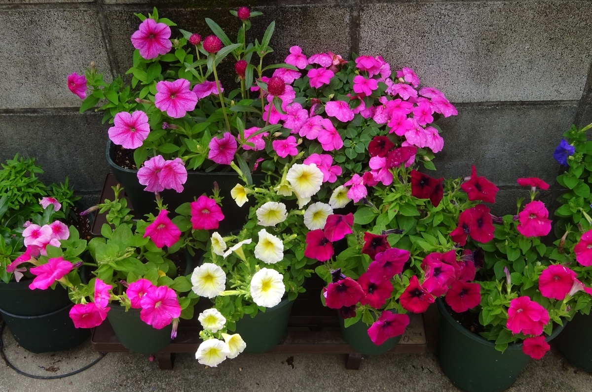 f:id:dancingbrave1986:20210528103346j:plain