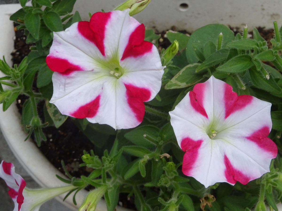 f:id:dancingbrave1986:20210729180517j:plain