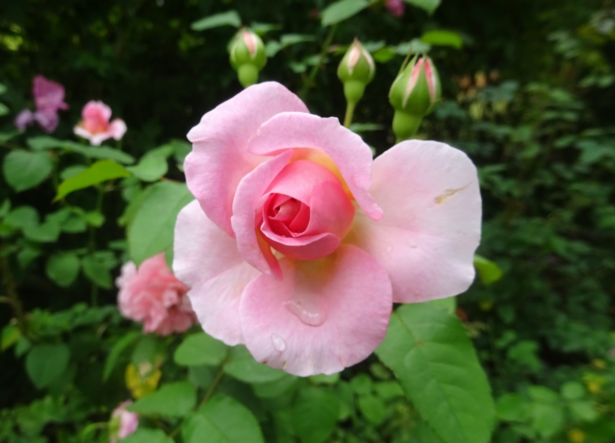 f:id:dancingbrave1986:20210823121424j:plain