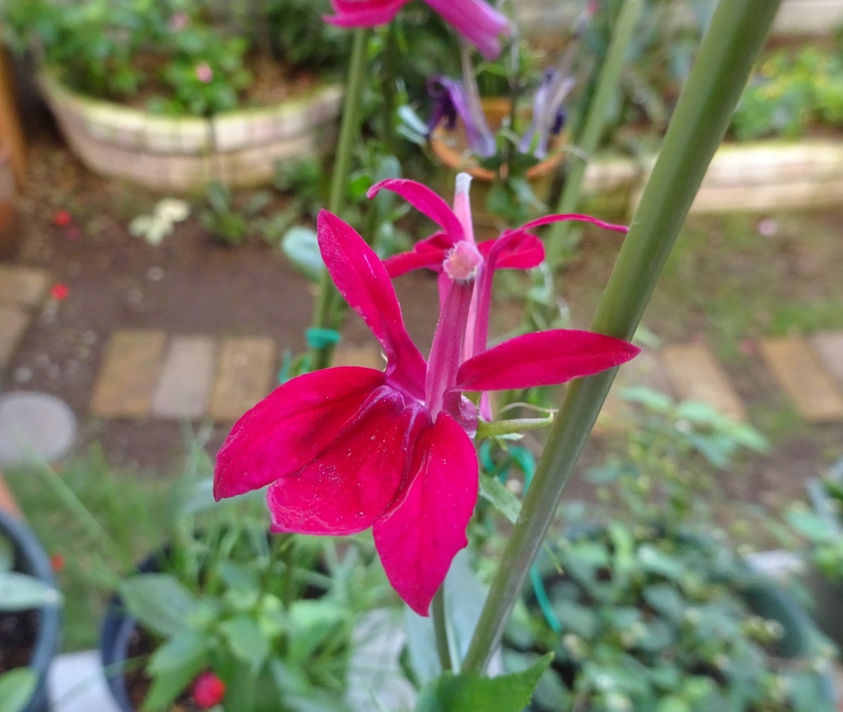 f:id:dancingbrave1986:20211011074634j:plain