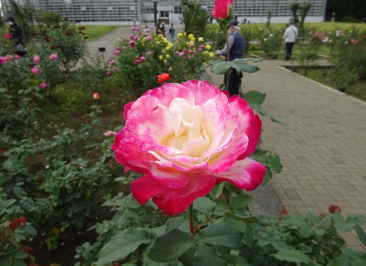 f:id:dancingbrave1986:20211021135835j:plain