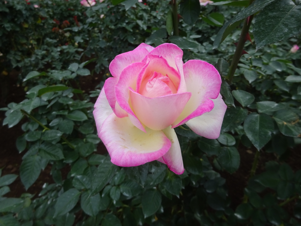f:id:dancingbrave1986:20211021140738j:plain