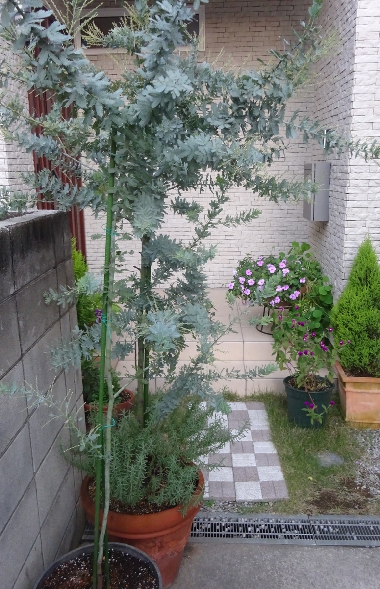 f:id:dancingbrave1986:20211110162606j:plain