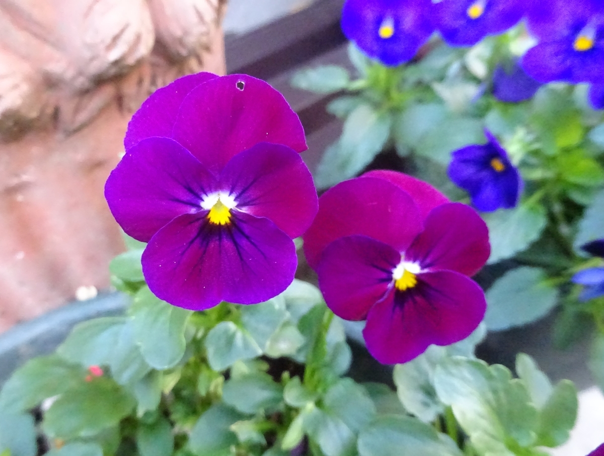 f:id:dancingbrave1986:20211124135749j:plain