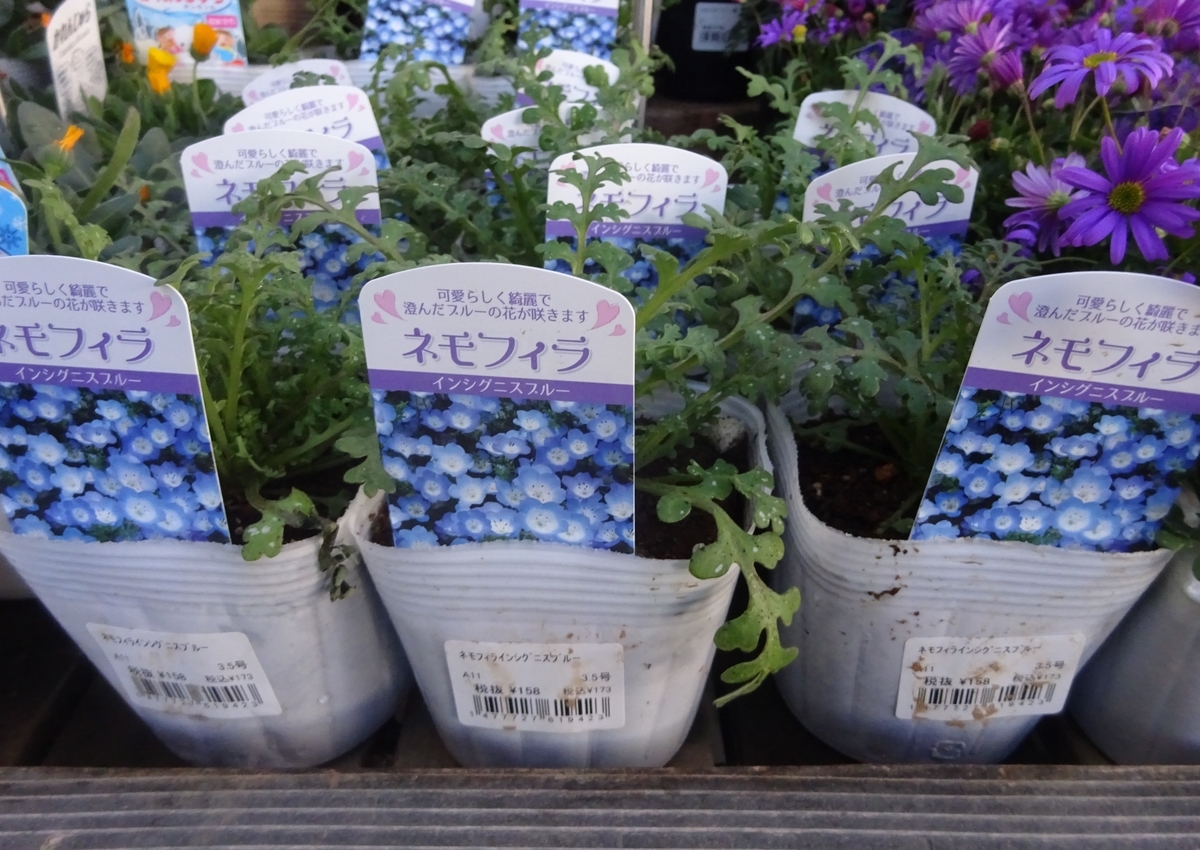 Baby Blue Eyes Dancingbrave1986のブログ