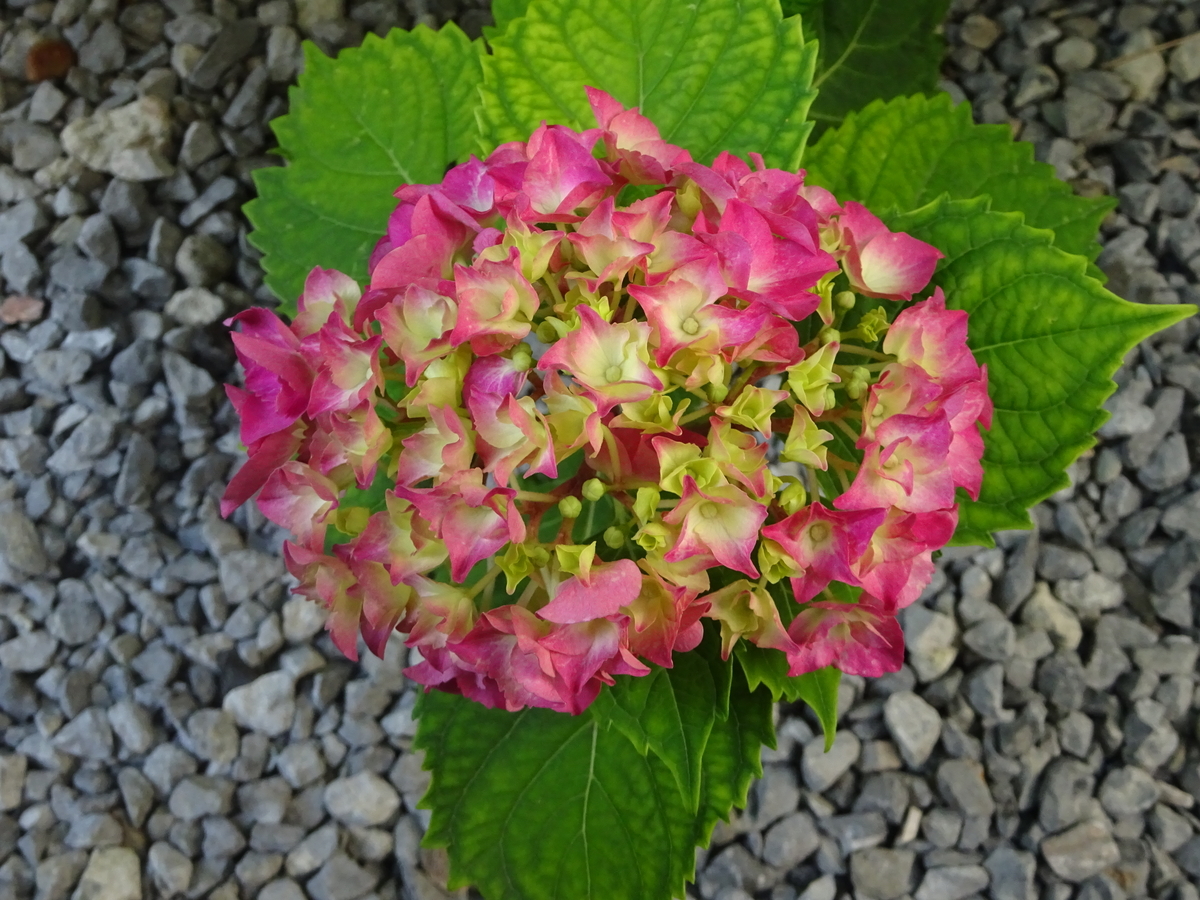 短いなあ花の命 - dancingbrave1986のブログ