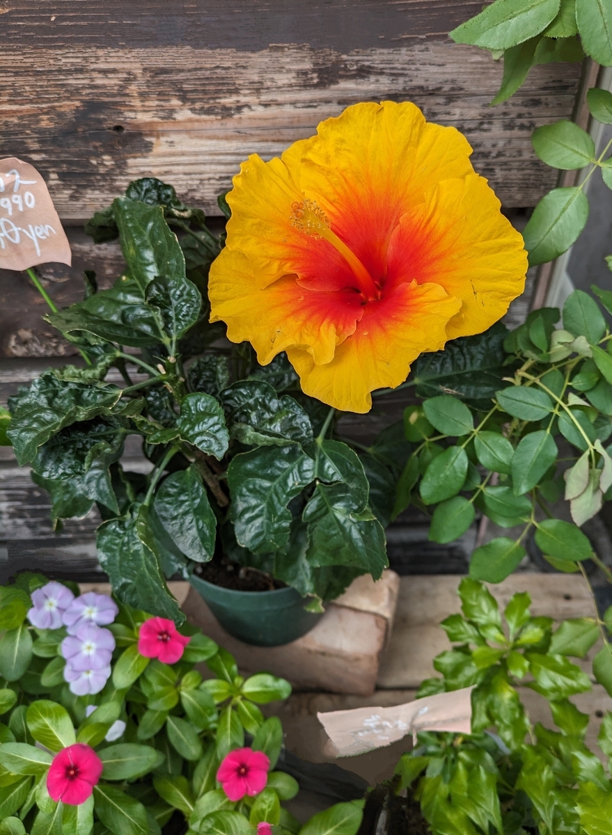 少し弱気だけど。。 - dancingbrave1986のブログ