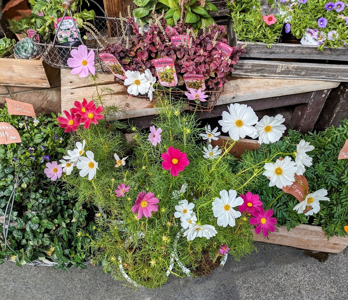 少し弱気だけど。。 - dancingbrave1986のブログ