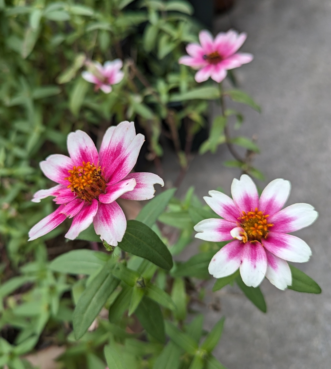 少し弱気だけど。。 - dancingbrave1986のブログ