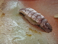 20080229200622