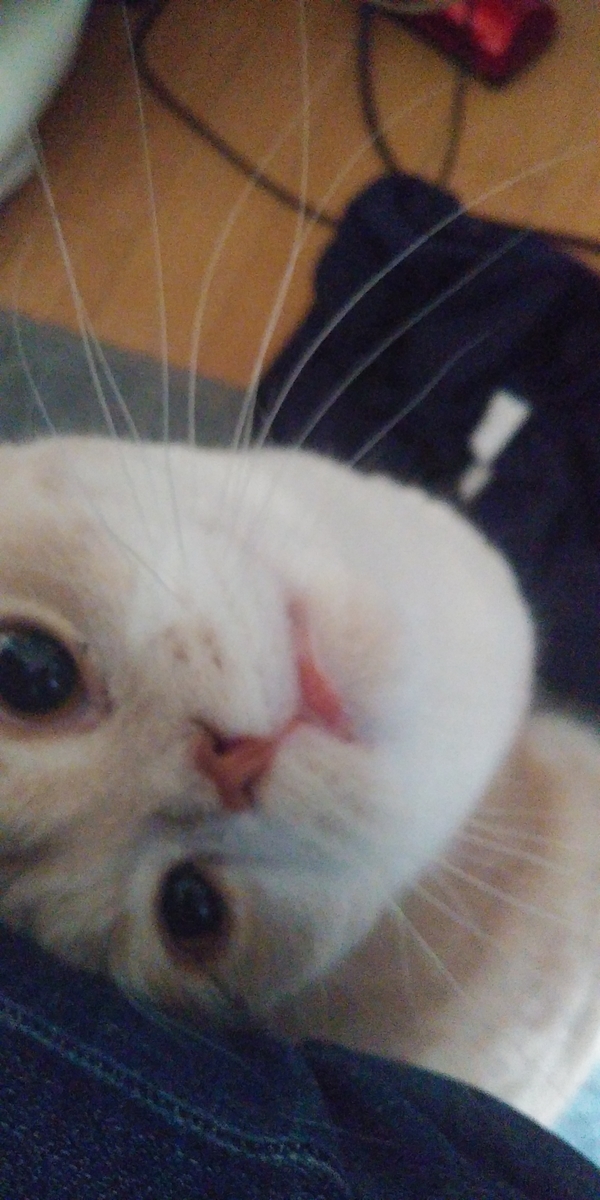 f:id:danedane0710:20200723185038j:plain f:id:danedane0710:20200723185038j:plain